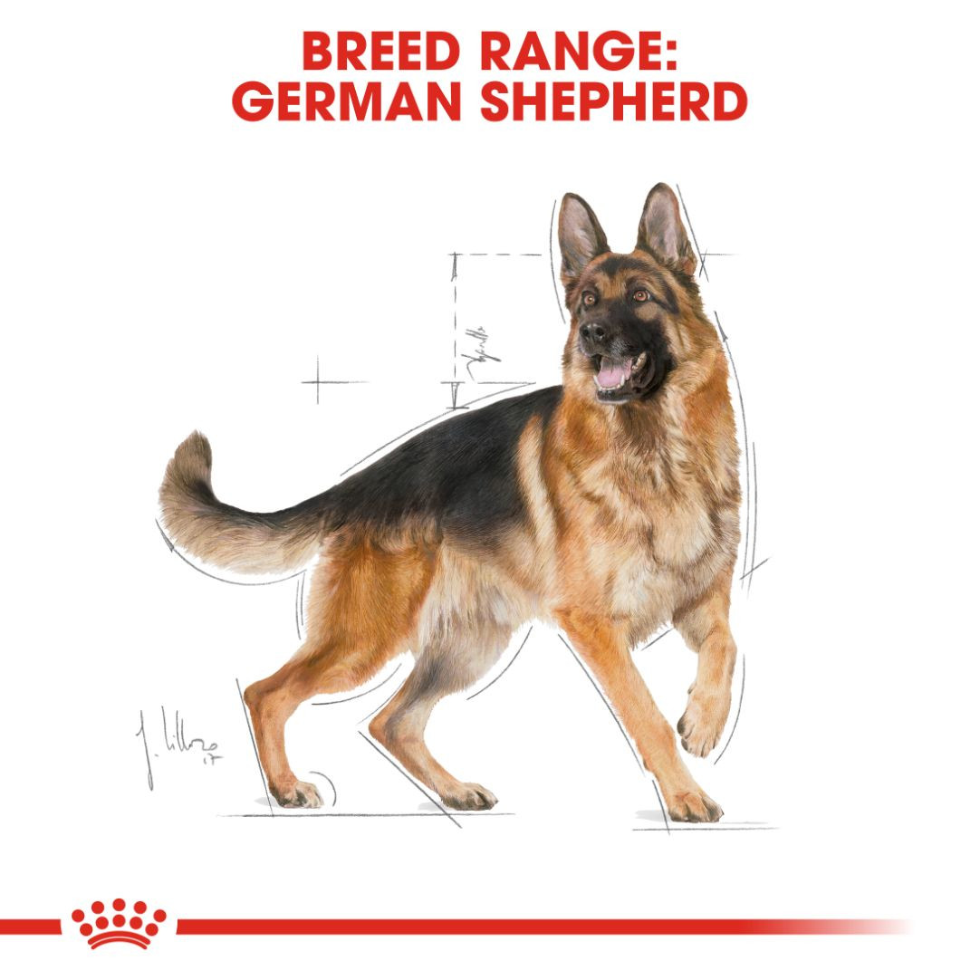 Royal Canin German Shepherd Adult 3 kg