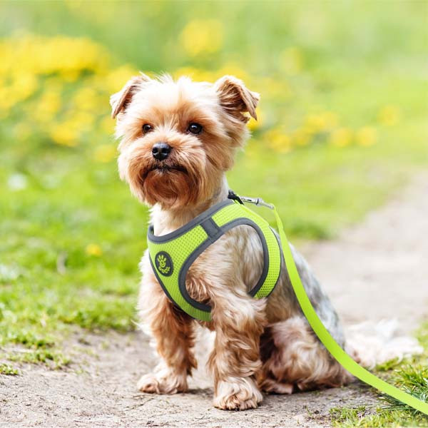 DOCO Athletica QUICK FIT Harness - DCA306