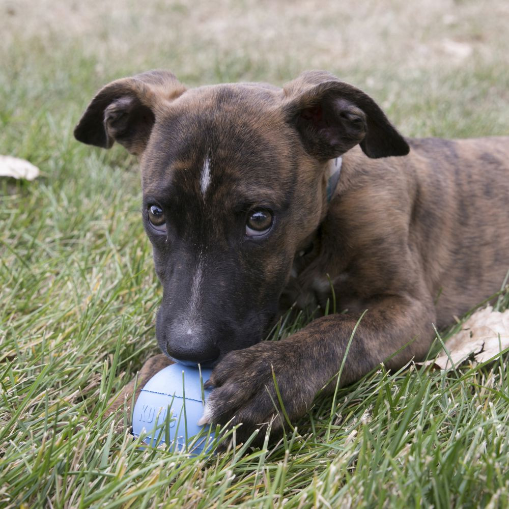 KONG Puppy Ball - Small