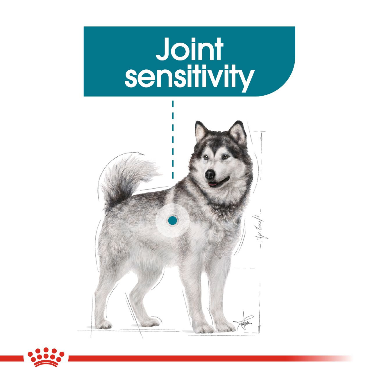 Royal Canin Maxi Joint Care 10 kgTTTTTTT