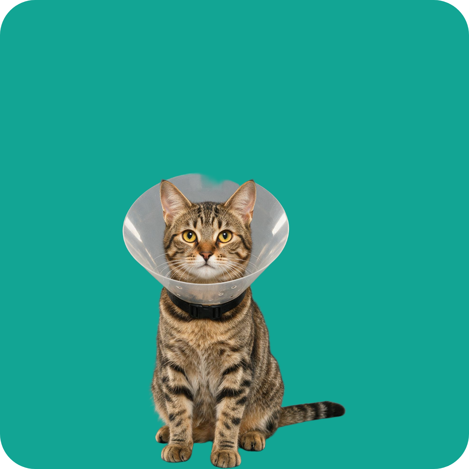 Veterinary